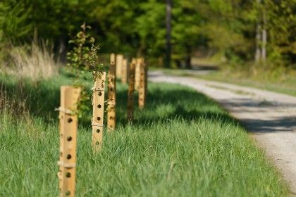 Junge Bäume werden gestützt durch Holzbalken.